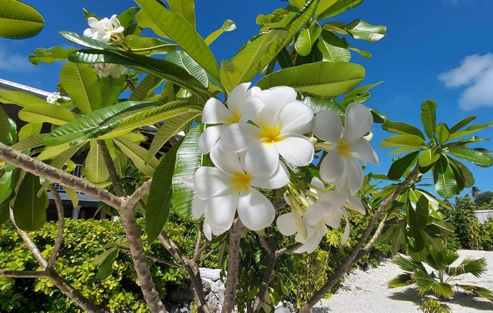 Pension Tiputa Lodge Rangiroa Exteriör bild
